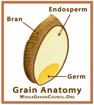 diagram of a whole grain