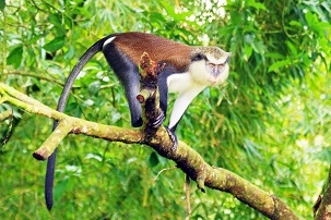 Photo of monkey.
