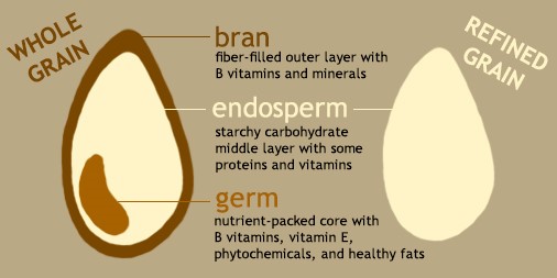 diagram of a whole grain