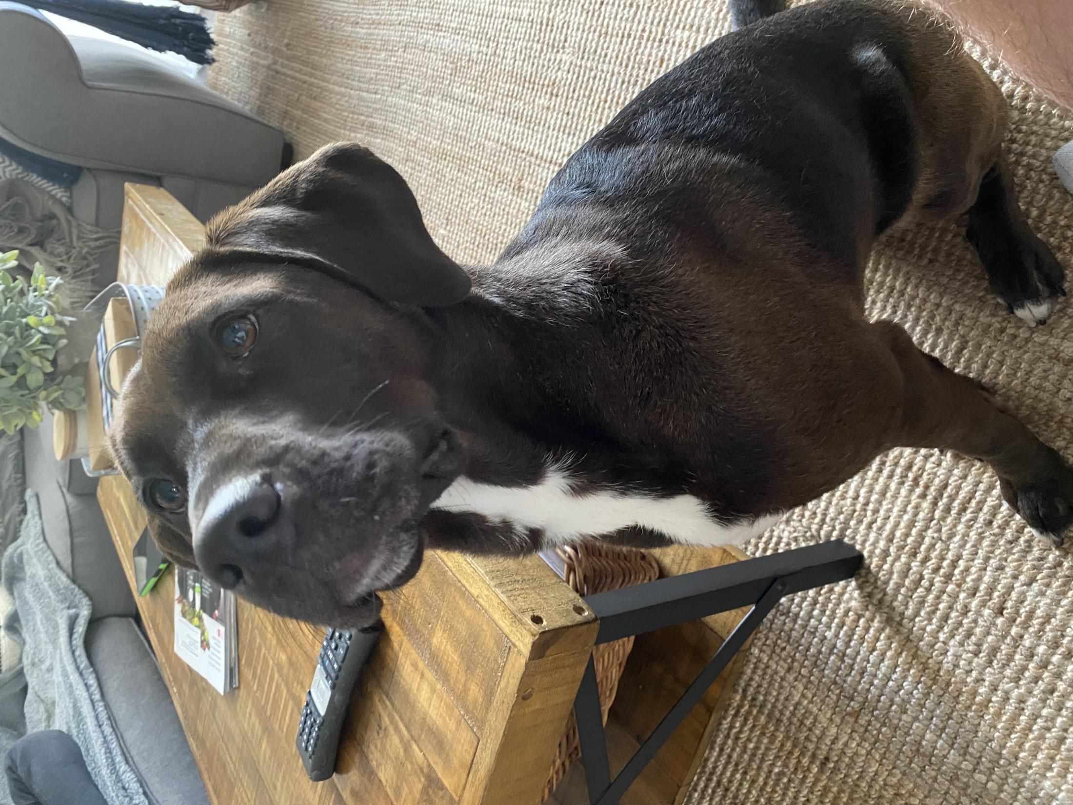 black labrador-catahoula mix sitting down