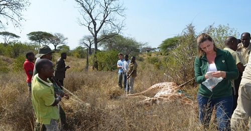Researchers in a field with a giraffe on the ground