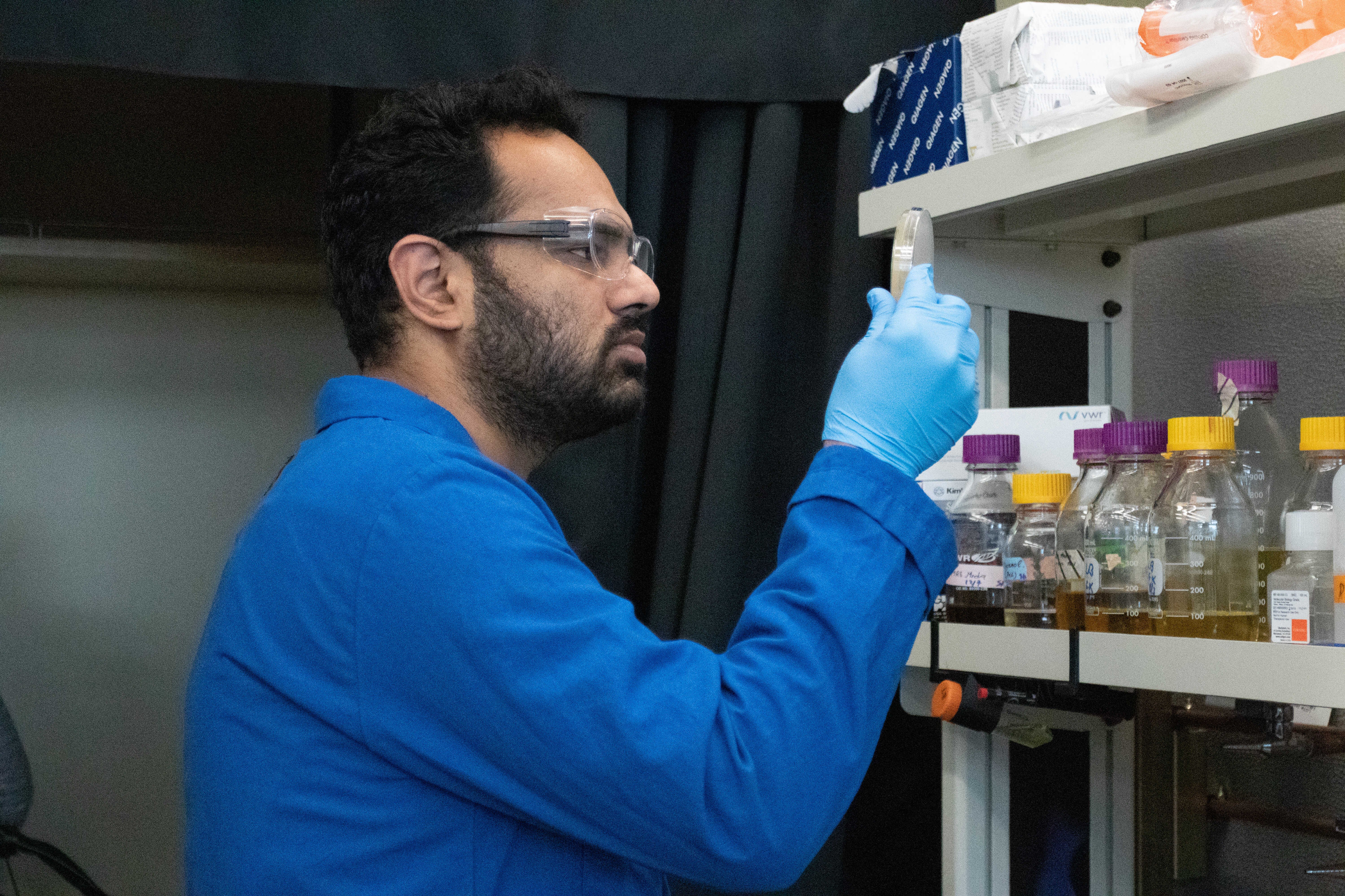 Lab member wearing a blue lab coat and safety goggles observes a petri dish.