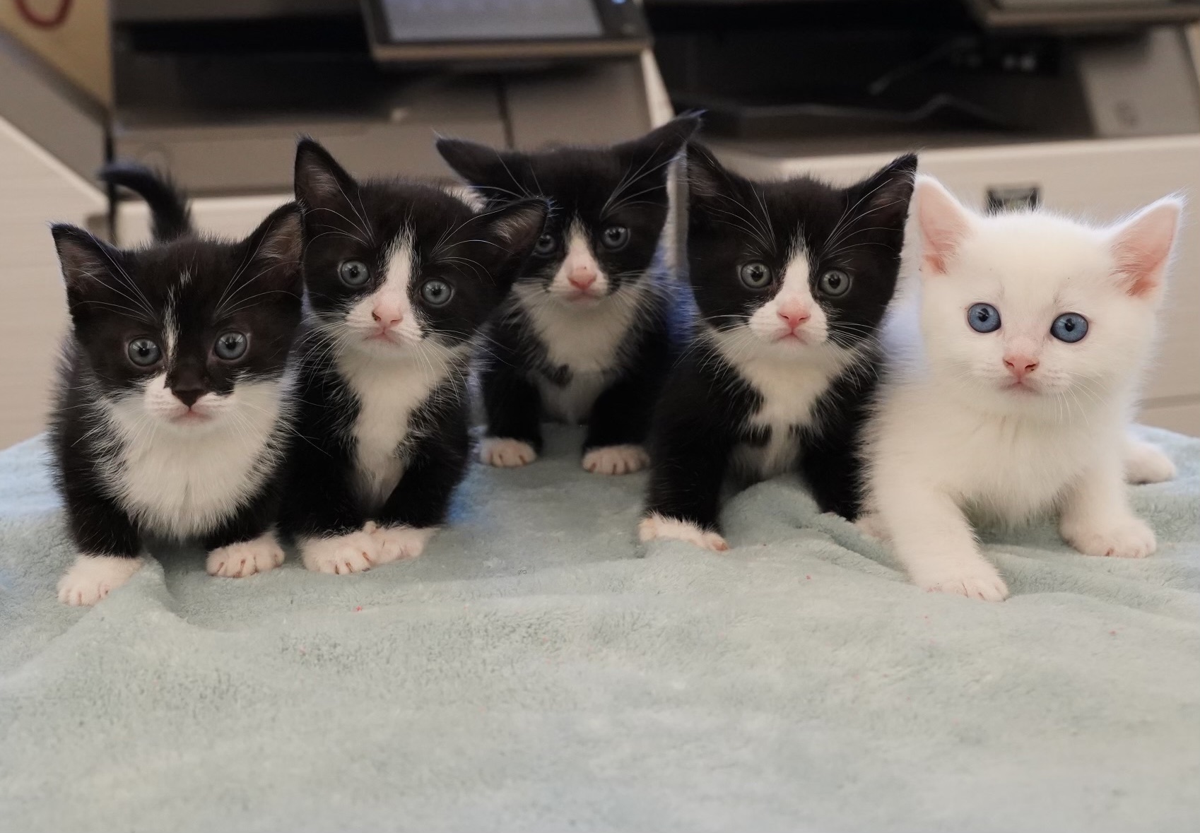 Five kittens on a blanket