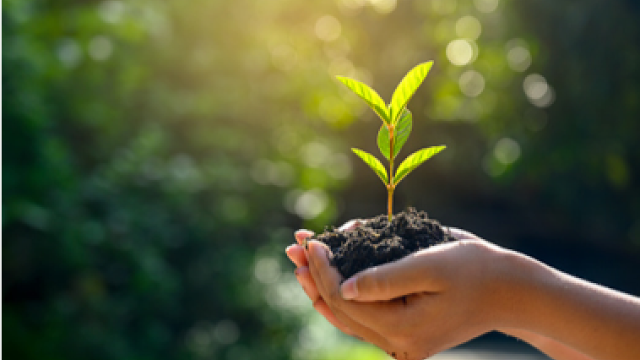 hands holding a soil and a small plant