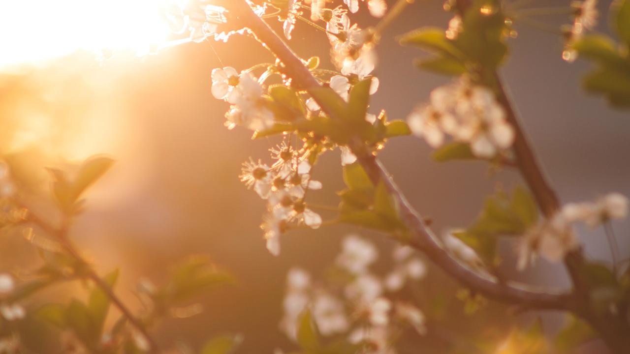 cherry blossoms with sunset behind