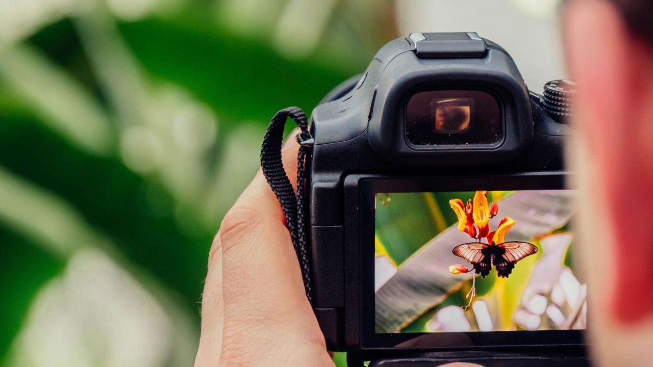 Person taking picture of plant and butterfly with camera