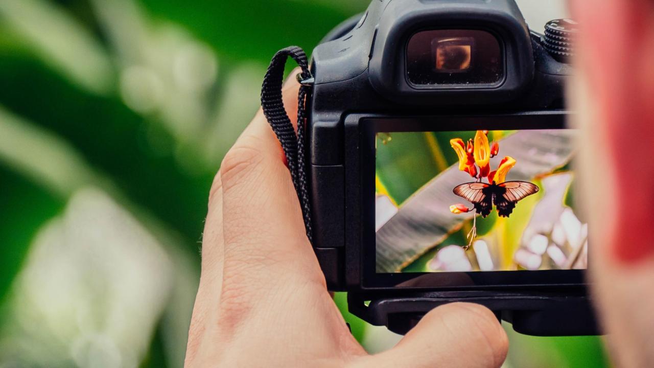 Person taking picture of plant and butterfly with camera
