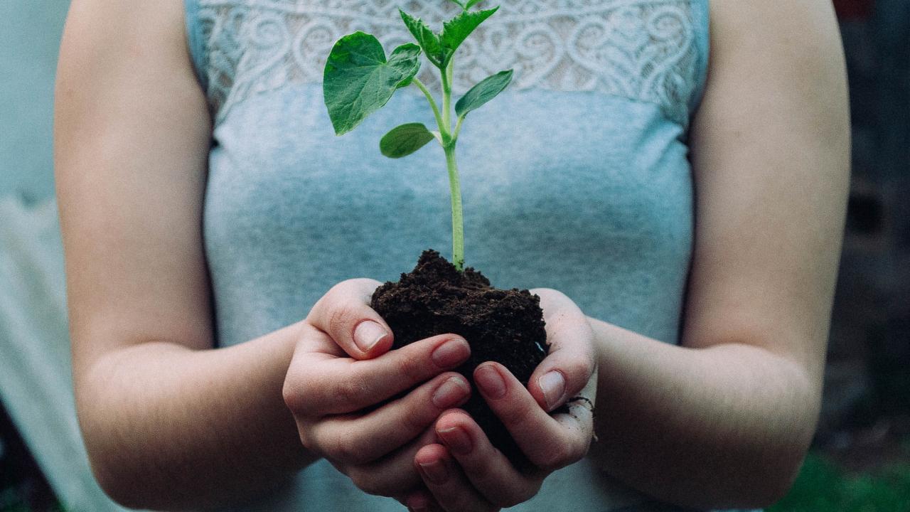 Person holding plant in hands