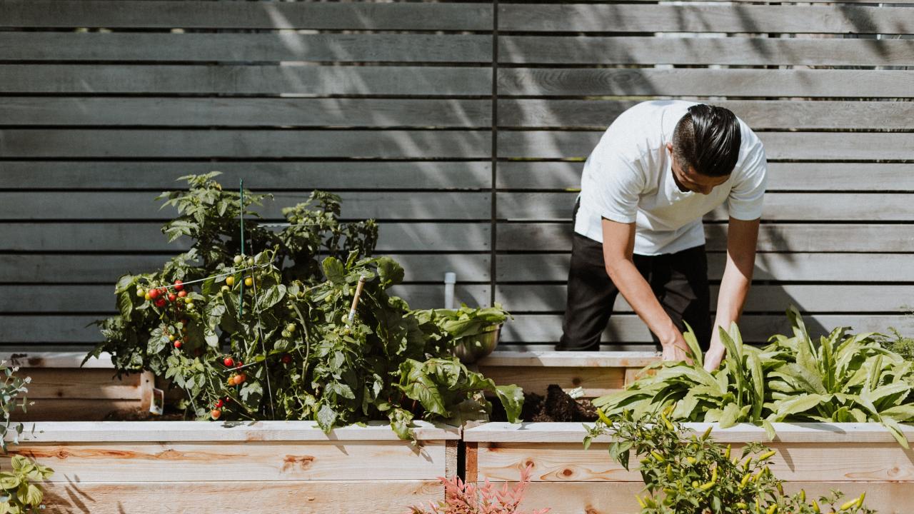 person gardening in a raised planter bed