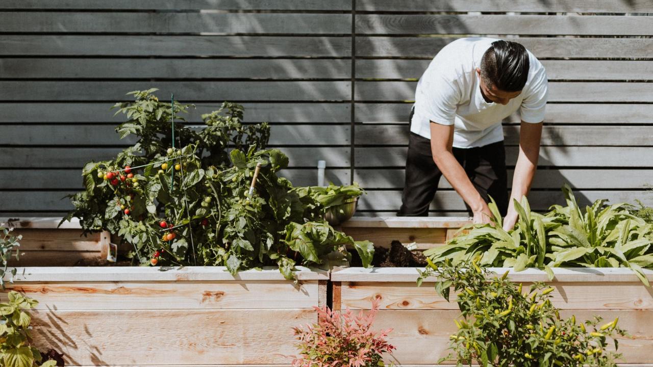 person gardening in a raised planter bed