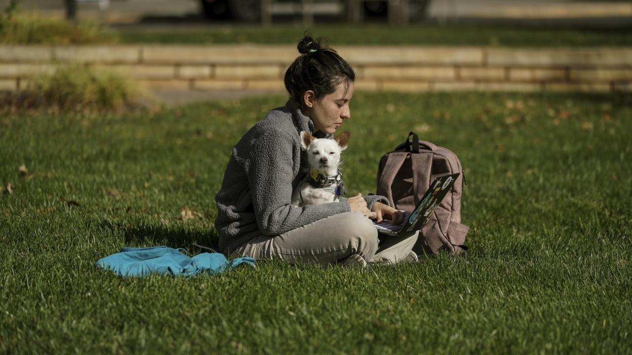 Person sitting on grass with a small white dog and a laptop on their lap