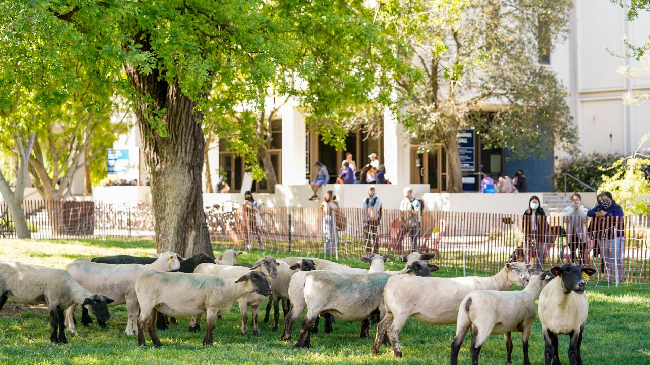 Sheep mowing the lawn outside of the Silo and Bainer hall grass mounds. 