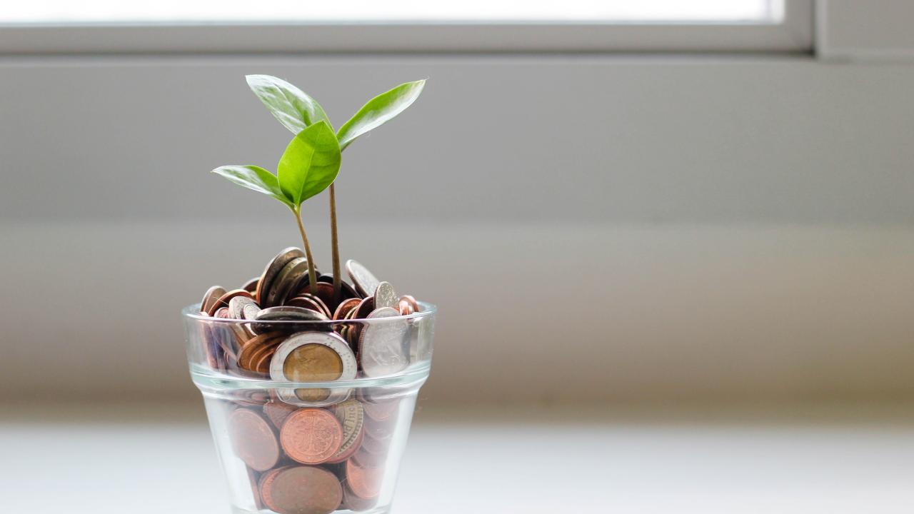 A small plant sprouting out of a pot full of coins.