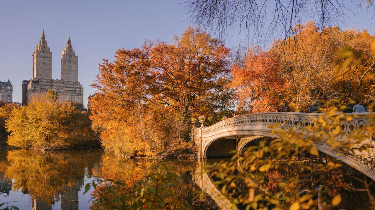 Central Park in the fall, the Dakotas in the background. Trees turning yellow and orange. Bridge over water.