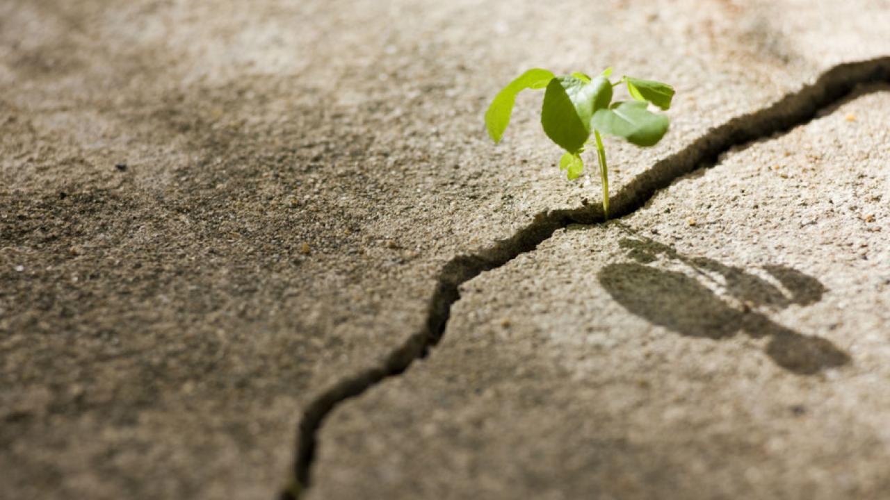 plant sprouting from a crack in the sidewalk