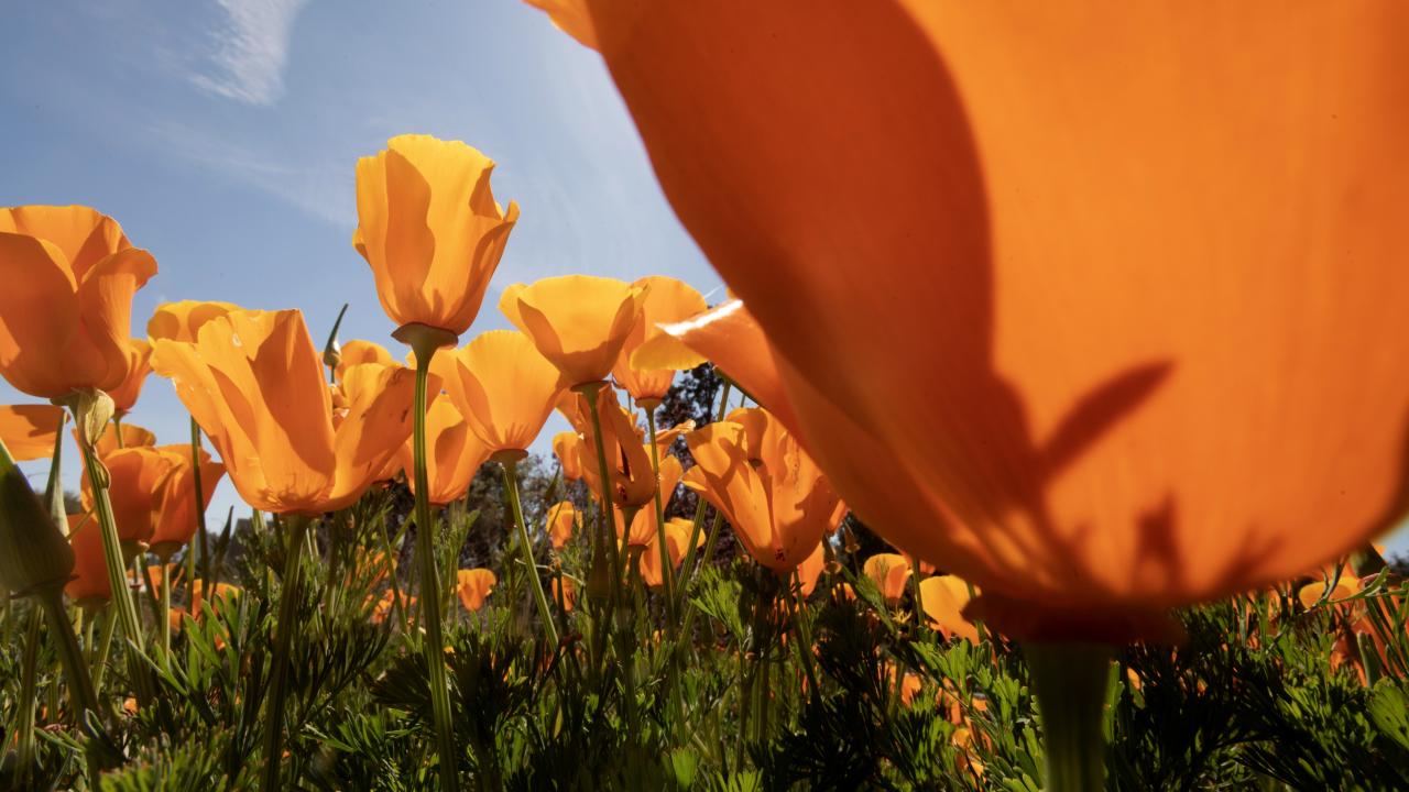 Golden Poppies