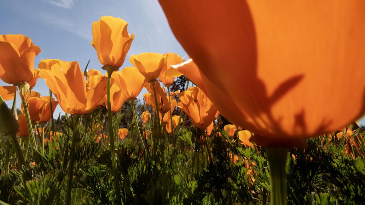Golden Poppies
