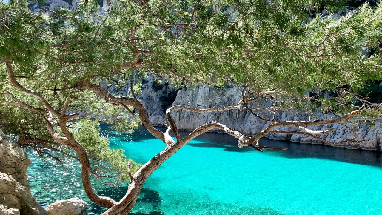 View of bright blue water and a tree in front of a cliff
