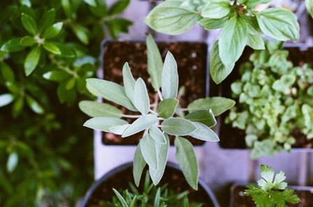 Plants in the garden