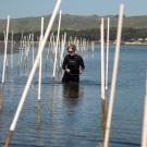 Nicole Kollars, a PhD candidate in population biology, counts ell grass in a grid in 24 low tide locations on Friday March 21, 2016 in Bodega, CA.  Kollars is researching the seagrass recovery after it is grazed on by the Pacific brant.  She is working out of UC Bodega Marine Laboratory.  Ell grass plays a foundational role in the bay system by providing habitat, bed stabilization, and food.