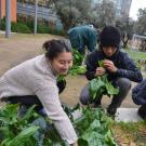 UC Davis students harvesting leafy greens at Good Life Garden