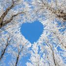 beautiful snowy branches forming a heart
