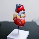 plastic anatomical heart model