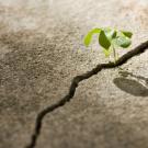 plant sprouting from a crack in the sidewalk