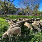 a flock of sheep mowing the lawn in front of Wickson Hall