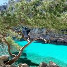 View of bright blue water and a tree in front of a cliff